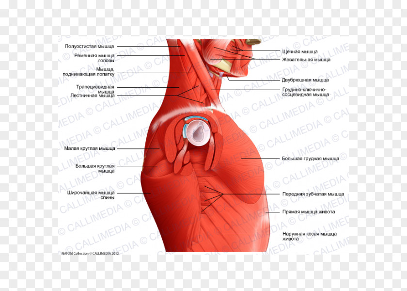 Sternocleidomastoid Muscle Human Anatomy Neck Head PNG