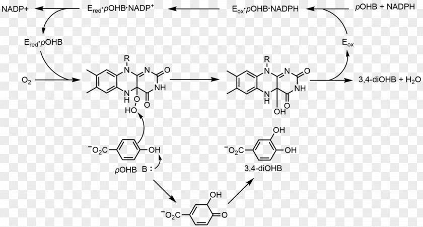 Flavin Group Adenine Dinucleotide Nicotinamide Phosphate Redox PNG
