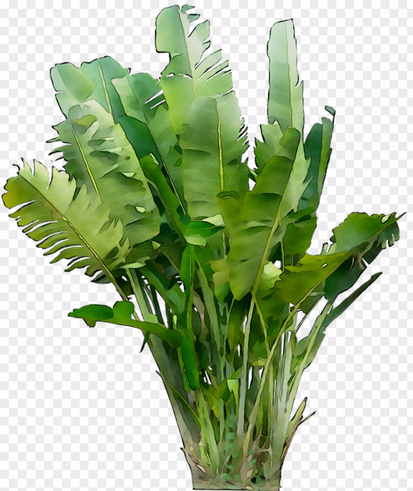 Leaf Greens Plant Stem Vascular Herb PNG