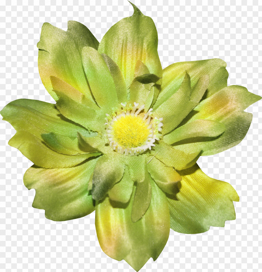 Plant Cut Flowers Chrysanthemum Daisy Family PNG