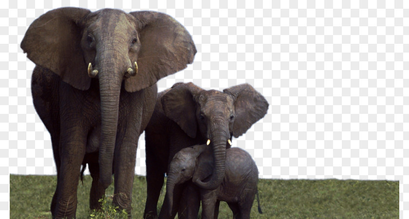African Elephant Elephantidae Desktop Wallpaper Addo National Park PNG