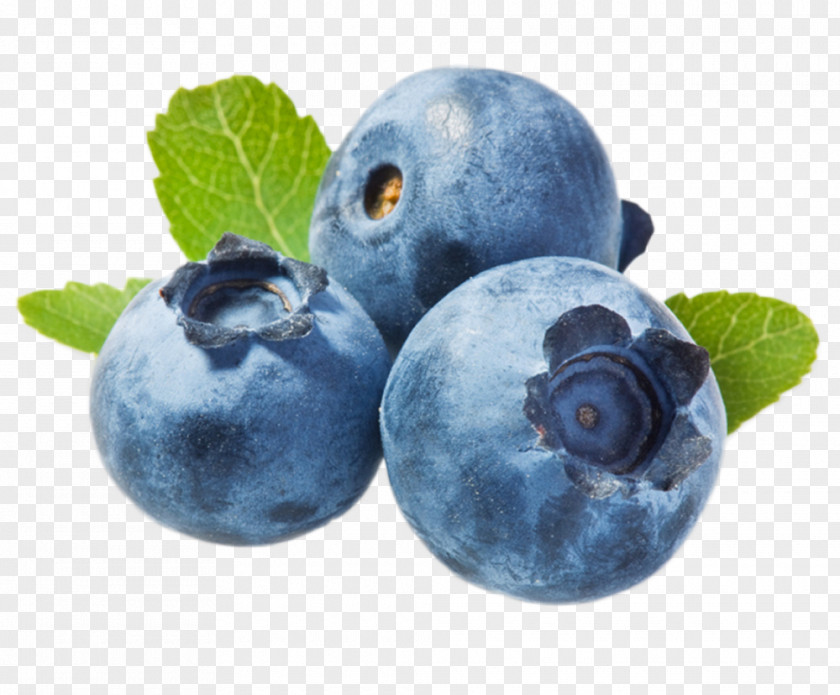 Blueberries PNG Blueberry Vaccinium Corymbosum Cambridge Advanced Learner's Dictionary Spanish Language Translation PNG