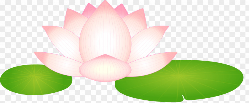 Lotus Flower PNG