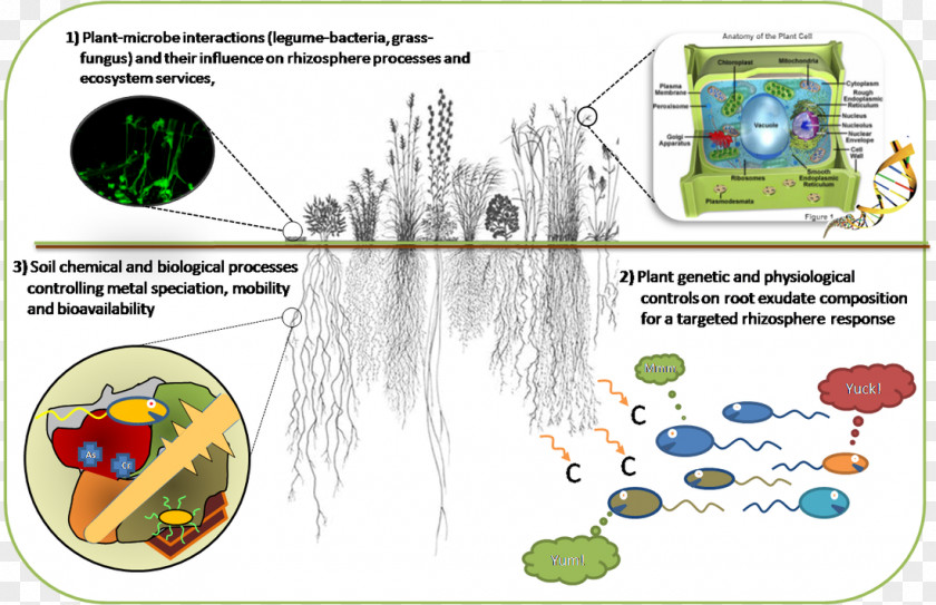 Plant Rhizosphere Anatomy Microorganism Exudate PNG