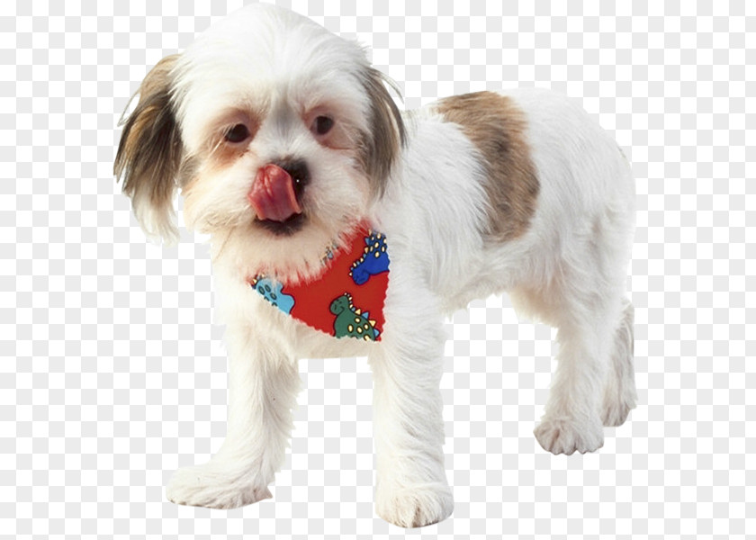 Puppy Cavachon Shih Tzu Havanese Dog Breed PNG