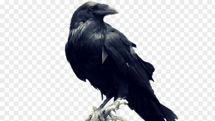 Raven Common Stock Photography Image PNG