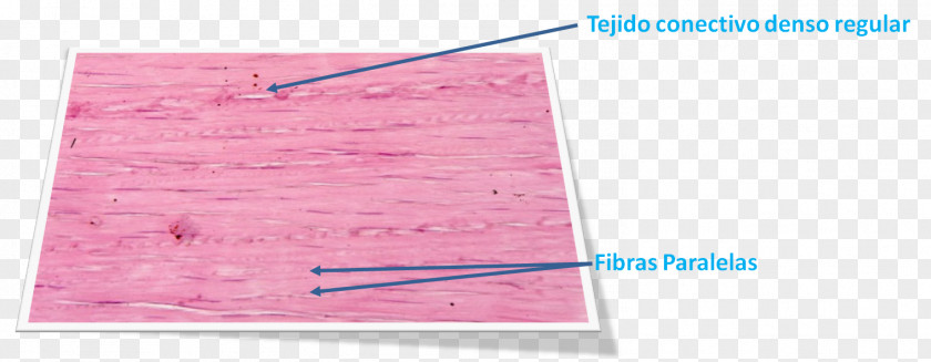 Tejido Connective Tissue Histology Cell Ground Substance Dermis PNG