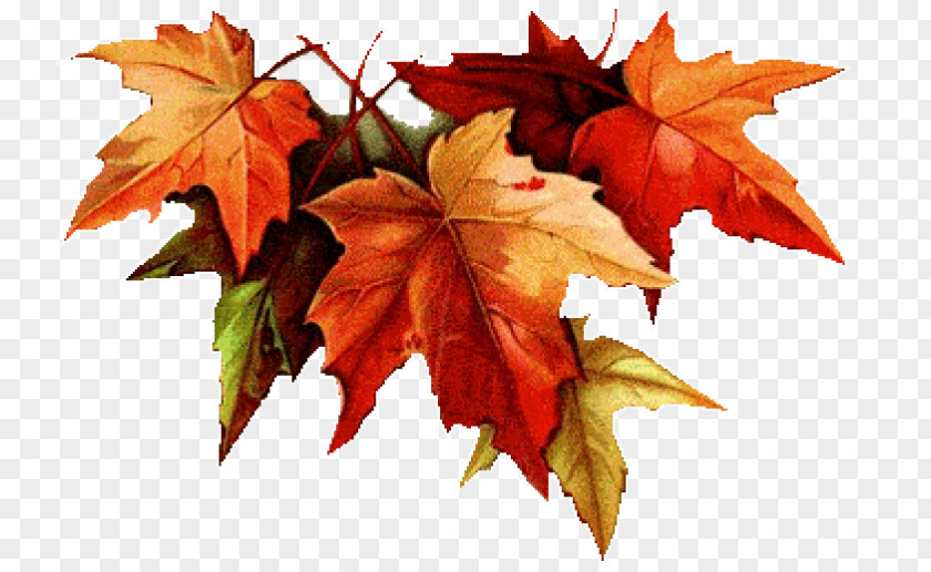 Autumn Leaf Color Drawing Colored Pencil PNG