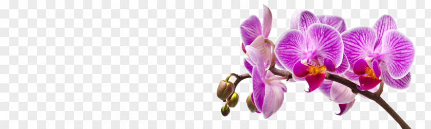Flower Common Sunflower Lilium Orchids Crocus PNG