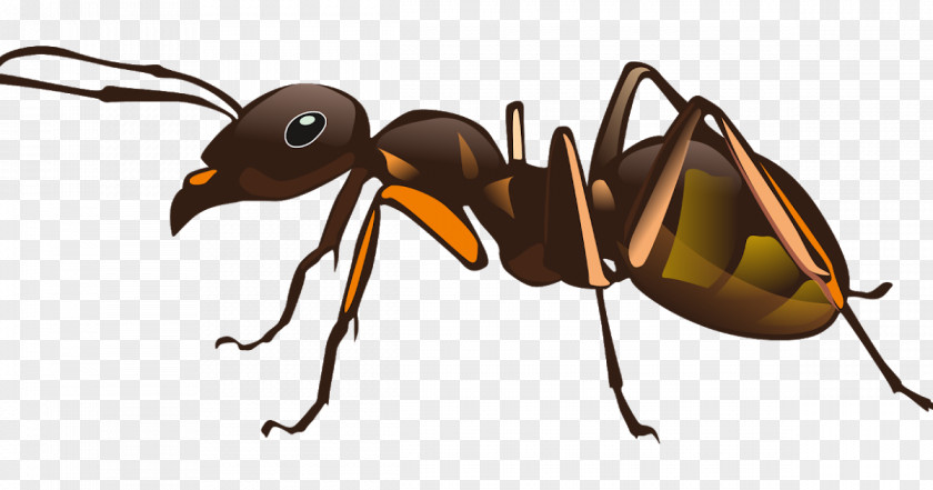 Insect Ant One Hour Pest Control Image PNG