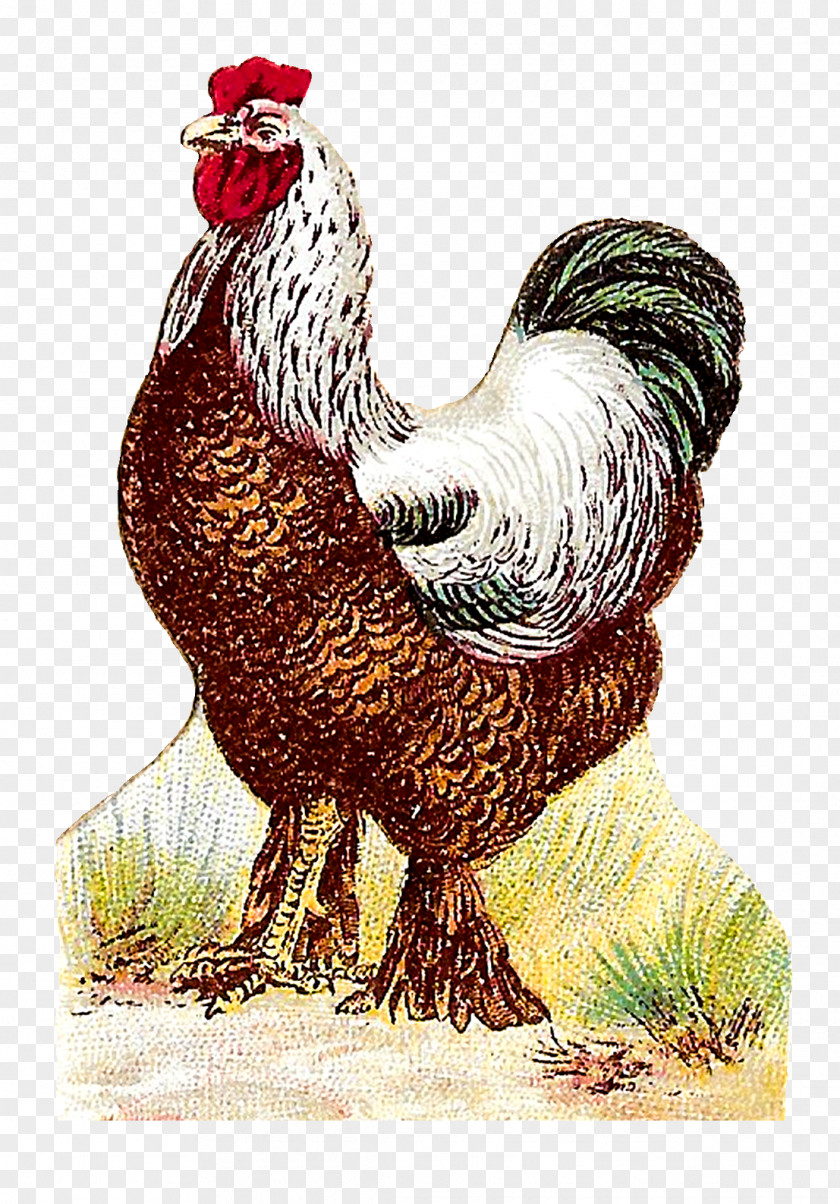 Rooster Fauna Chicken As Food Beak PNG