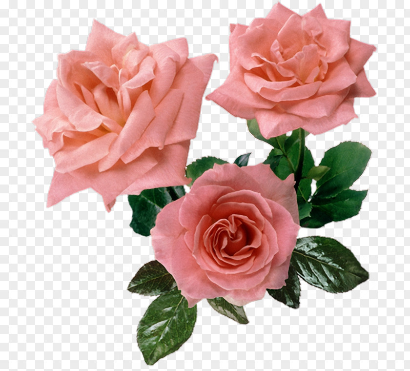 Rose Blue Flower Garden Roses Clip Art PNG