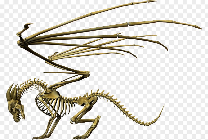 Skeleton Chinese Dragon Skull Invertebrate PNG