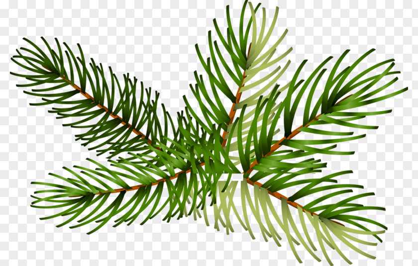 Christmas Tree Spruce Fir Pine Branch PNG