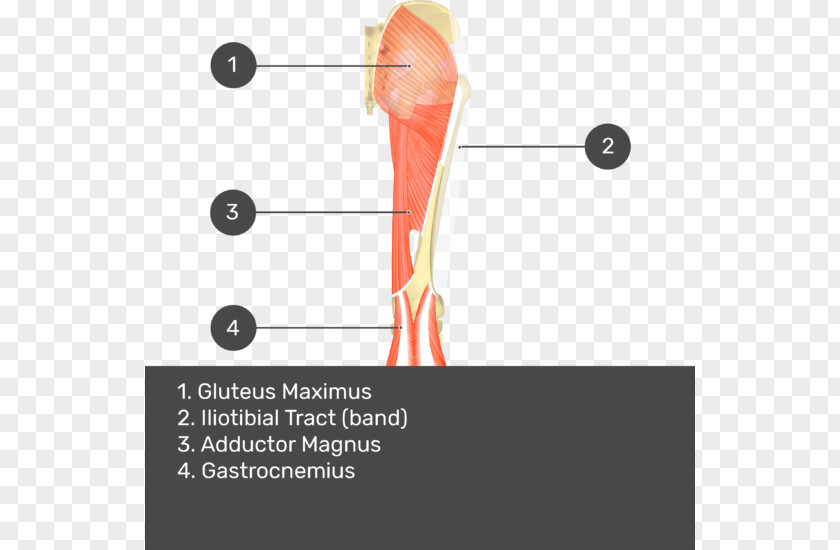 Gluteus Medius Muscle Gluteal Muscles Maximus Biceps Femoris PNG