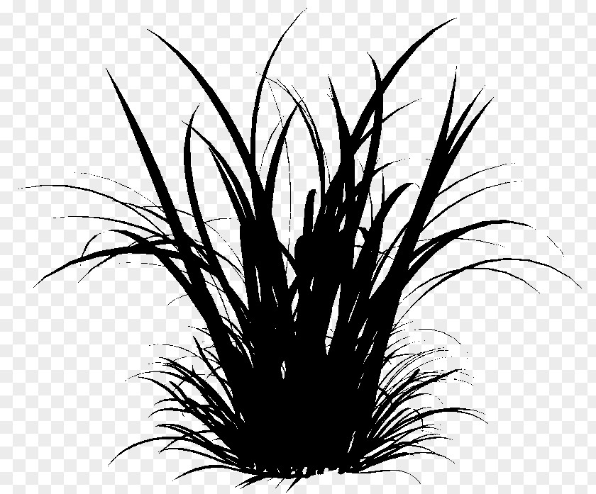 Ornamental Grass Clip Art Grasses PNG
