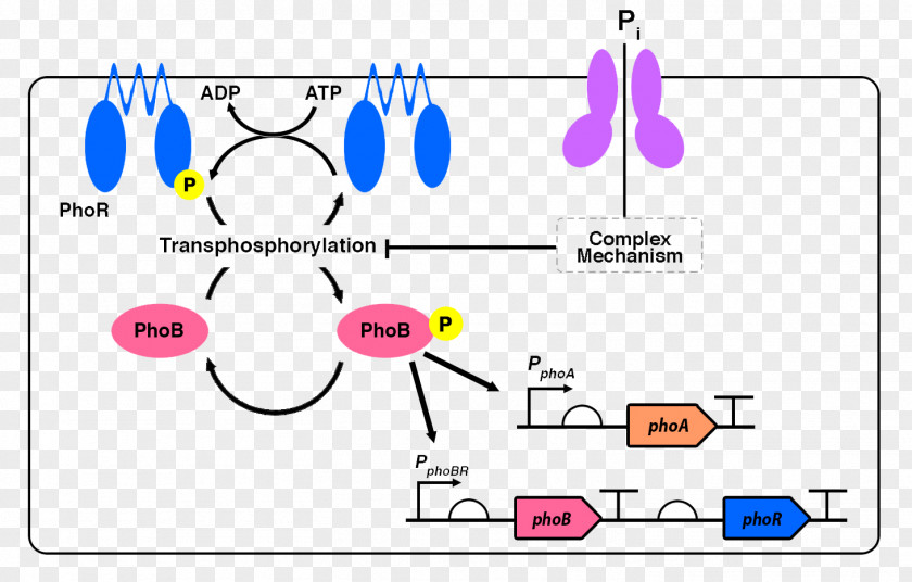 Technology International Genetically Engineered Machine Diagram System Regulon Information PNG