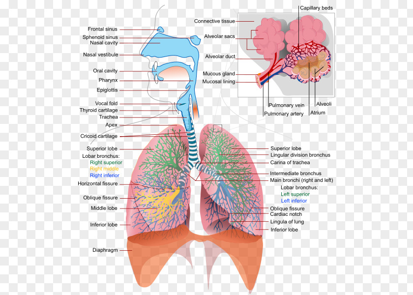Trachea Respiratory Tract System Human Body Breathing Lung PNG