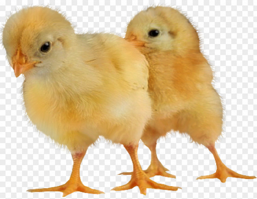 Chickens Chicken Animal Desktop Wallpaper PNG