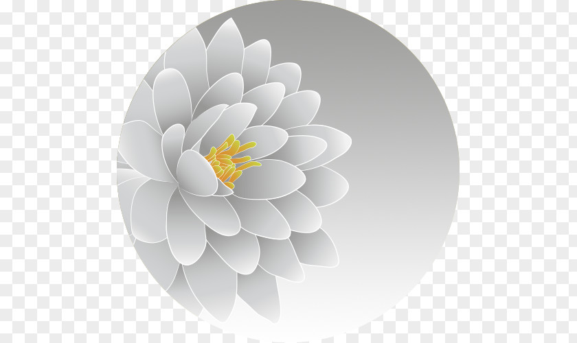 Computer Flowering Plant Desktop Wallpaper PNG