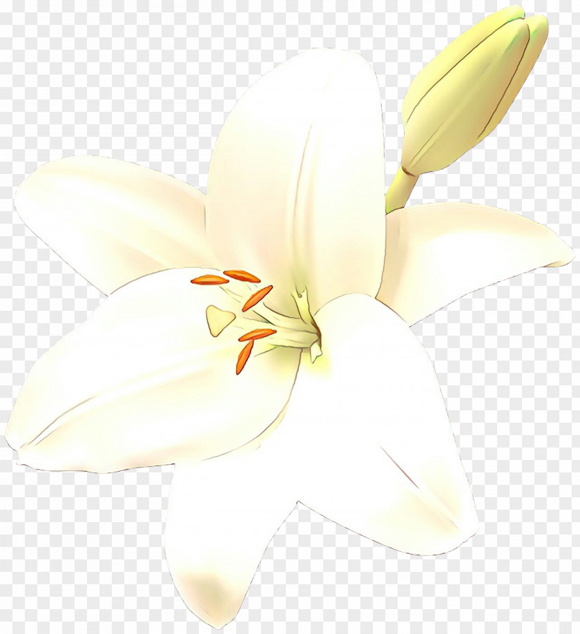 Cut Flowers Lily M PNG
