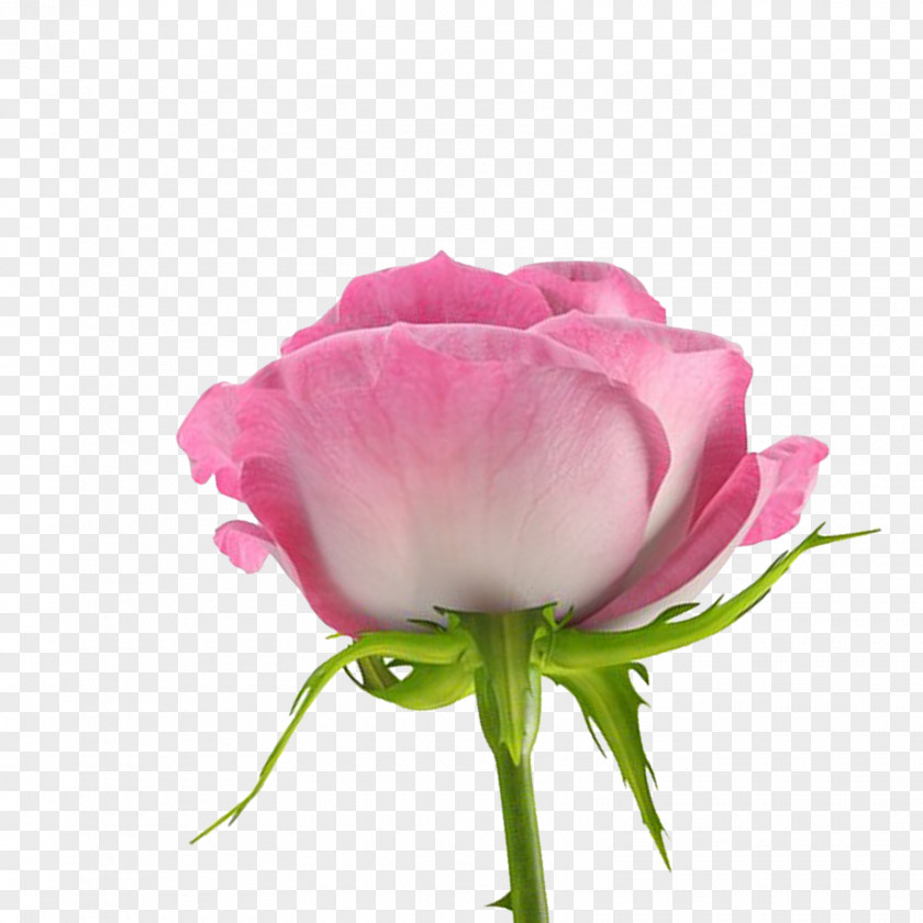 FLORES Flower Desktop Wallpaper Centifolia Roses PNG