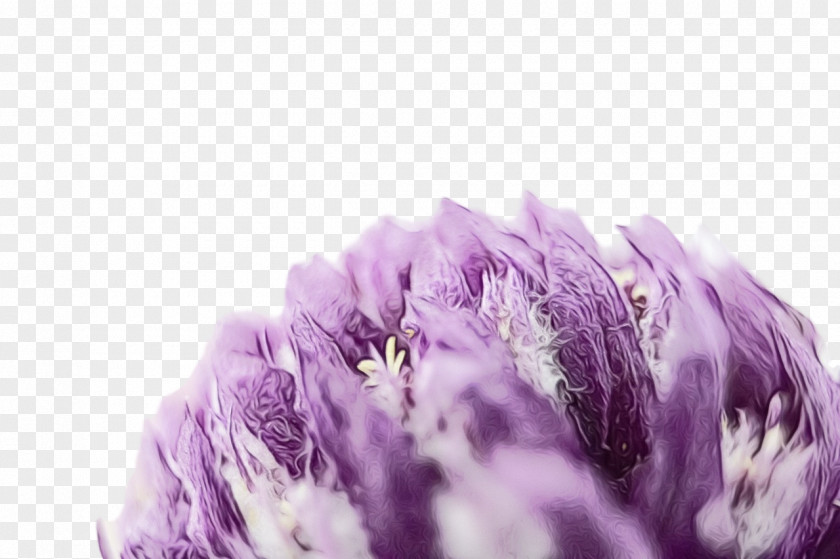 Lavender PNG