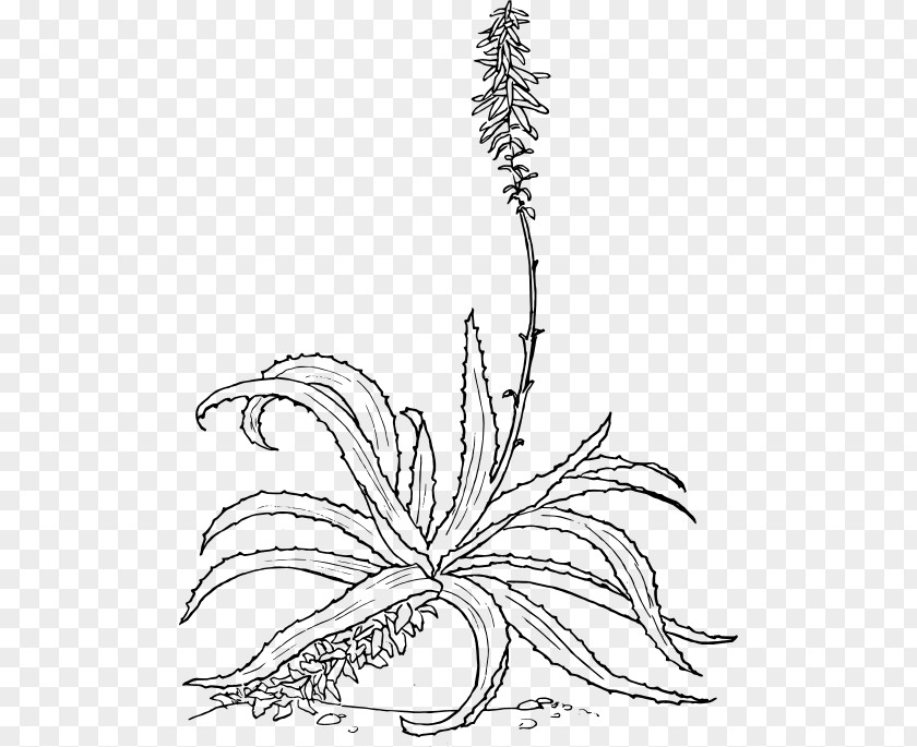 Plant Aloe Vera Drawing Botanical Illustration PNG