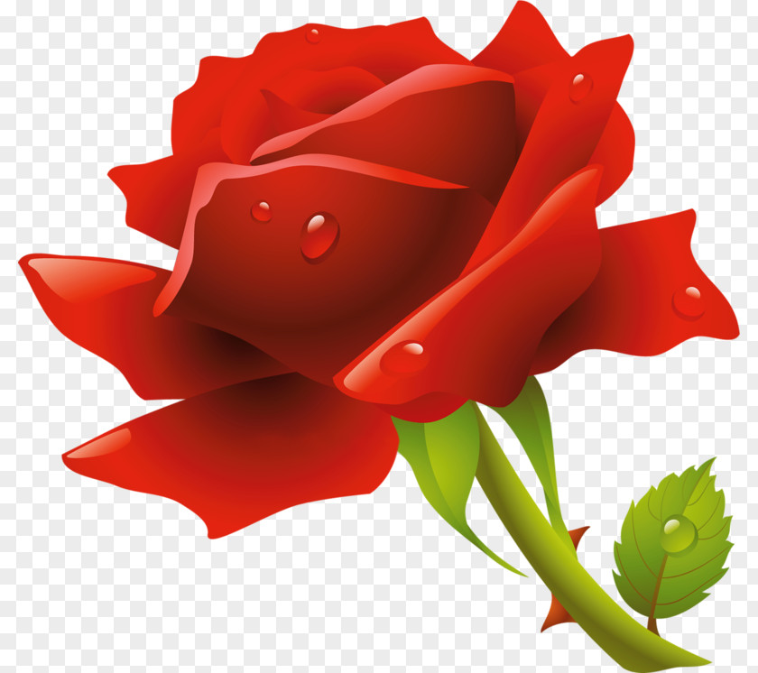 Rose Clip Art PNG