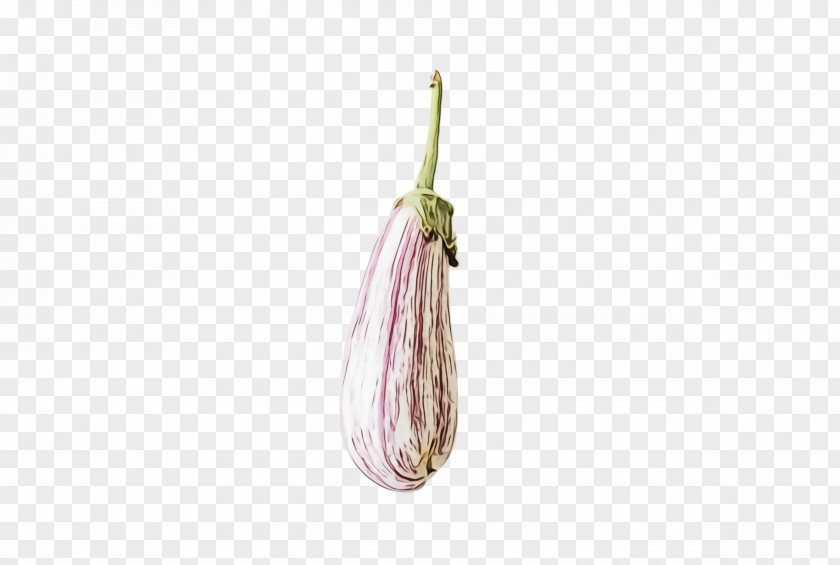 Vegetable Anthurium Pink M PNG