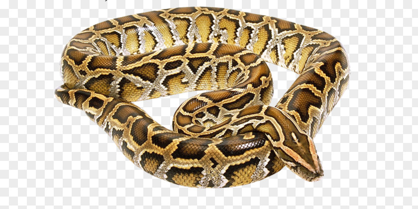 Snake Reptile Vipers Boa Constrictor Deinagkistrodon PNG