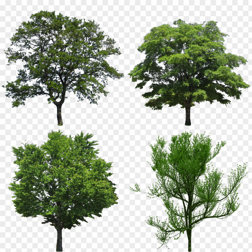 Tree Stock Photography Quercus Ilex Oak Evergreen PNG