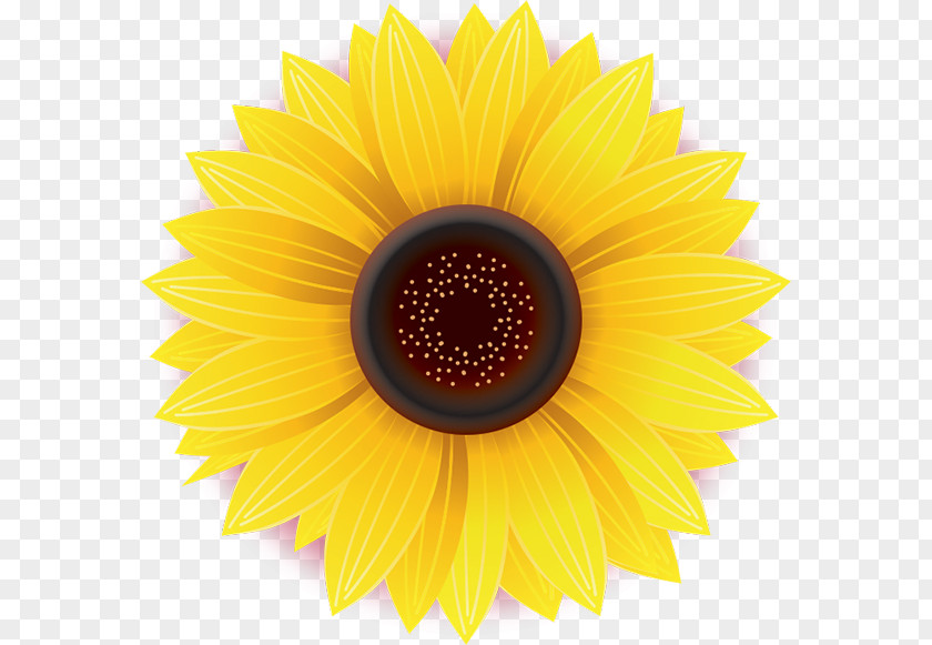 Flower Common Sunflower Daisy Family Yellow Stock Photography PNG