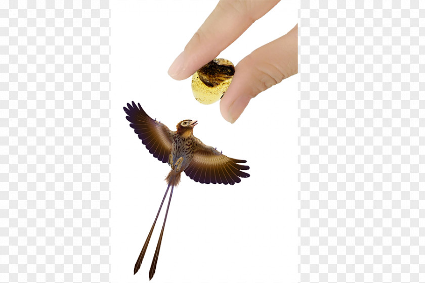 Foreign Baby Bird Amber Feather Dinosaur Wing PNG