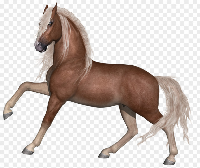 Horse Stallion Foal Mane PNG