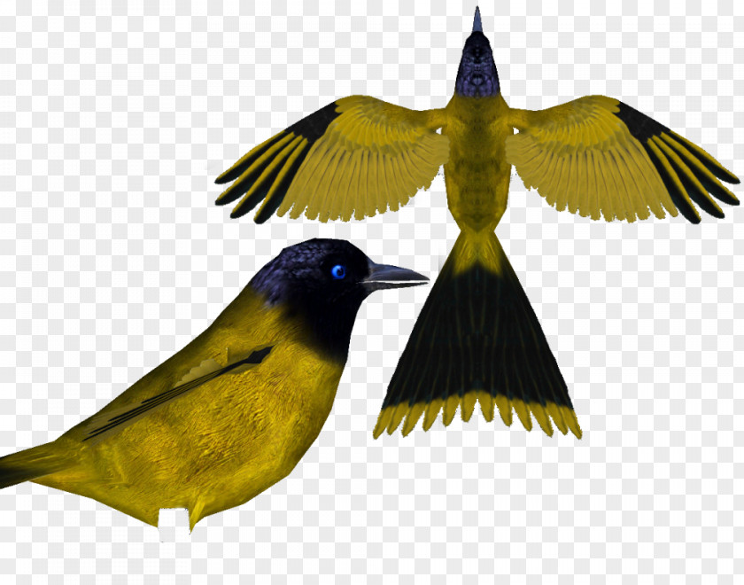 Bird Birds Of The World: Recommended English Names Beak Finches Bulbul PNG