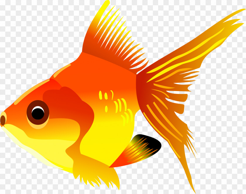 Gold Fish Image Goldfish Marine Biology Graphics Fauna PNG