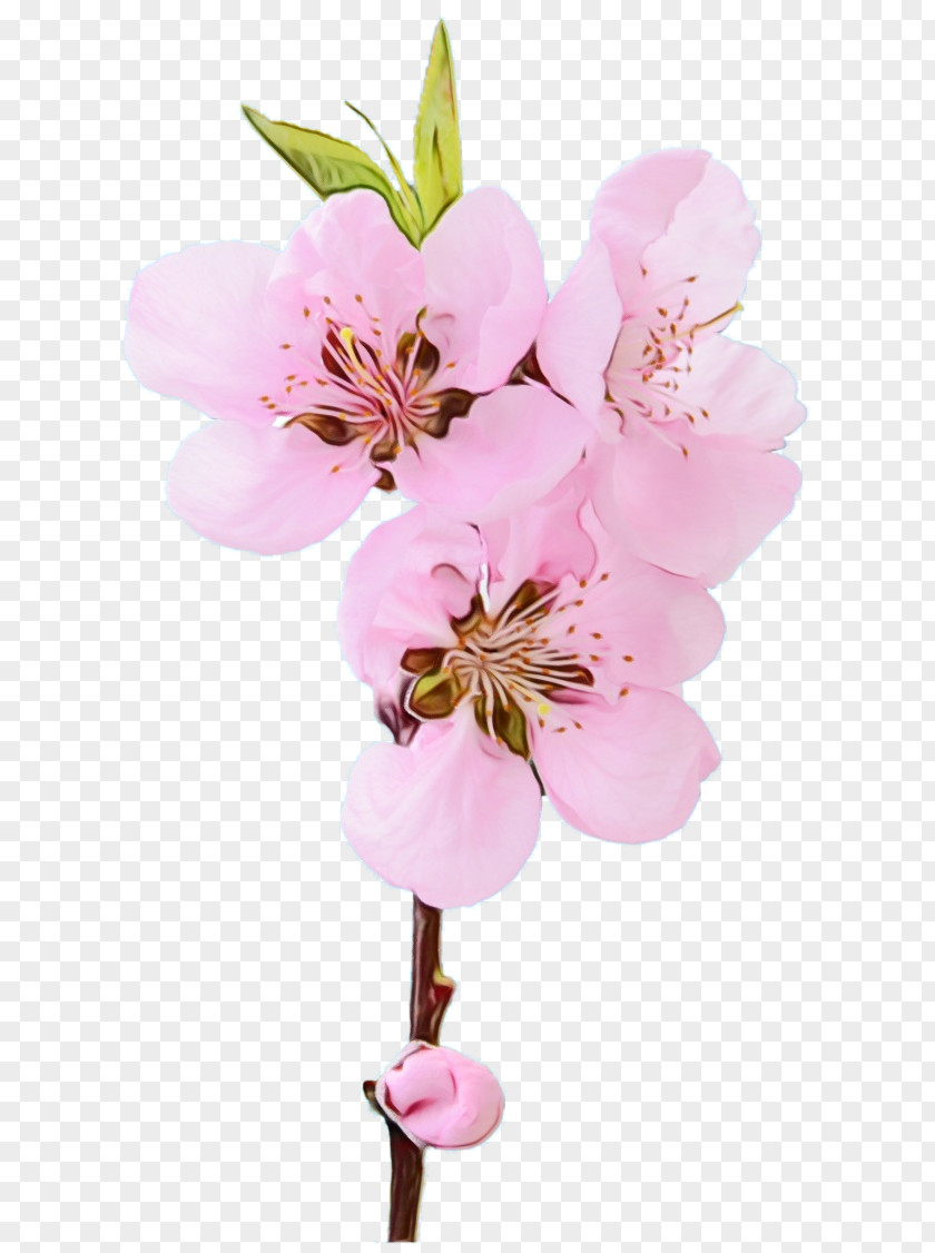 Plant Stem Prunus Watercolor Pink Flowers PNG