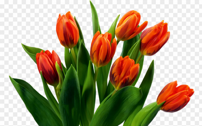 Tulip Flower Bouquet PNG