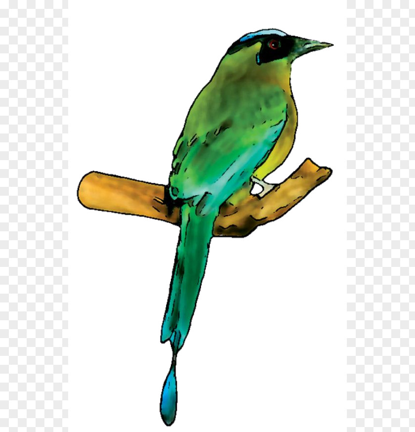 Bird Parakeet Amazonian Motmot Green Passerine PNG