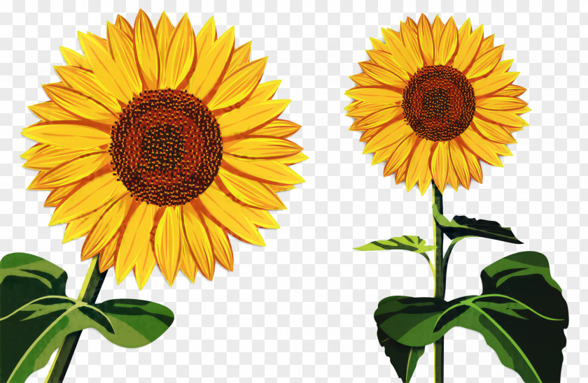 Common Sunflower Pot Marigold Image Photography Oil PNG
