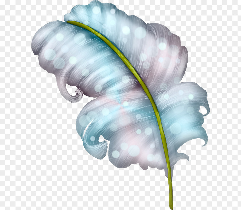 Feather PNG