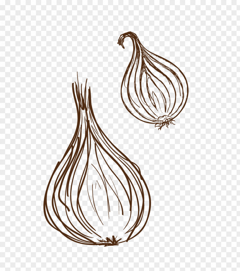 Garlic Onion Euclidean Vector Vegetable PNG
