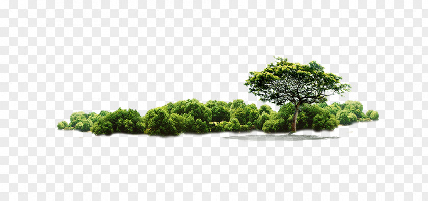 Jungle Tree Download PNG