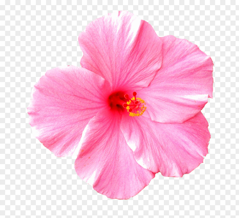 Pink Flower Flowers Nelumbo Nucifera Clip Art PNG