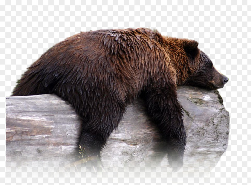 Bear Grizzly Alaska Wildlife Conservation Center Peninsula Brown Polar PNG