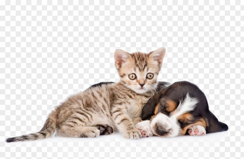 Cute Pet Cats And Dogs Basset Hound Cat Kitten Puppy PNG