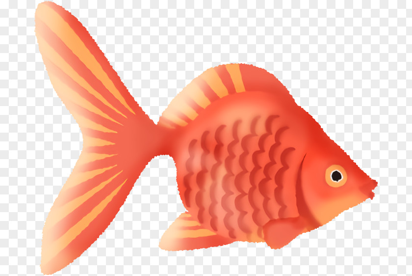 Fish Fin Goldfish Products PNG