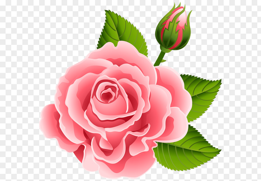 Flower Garden Roses Pink Cabbage Rose Floral Design PNG