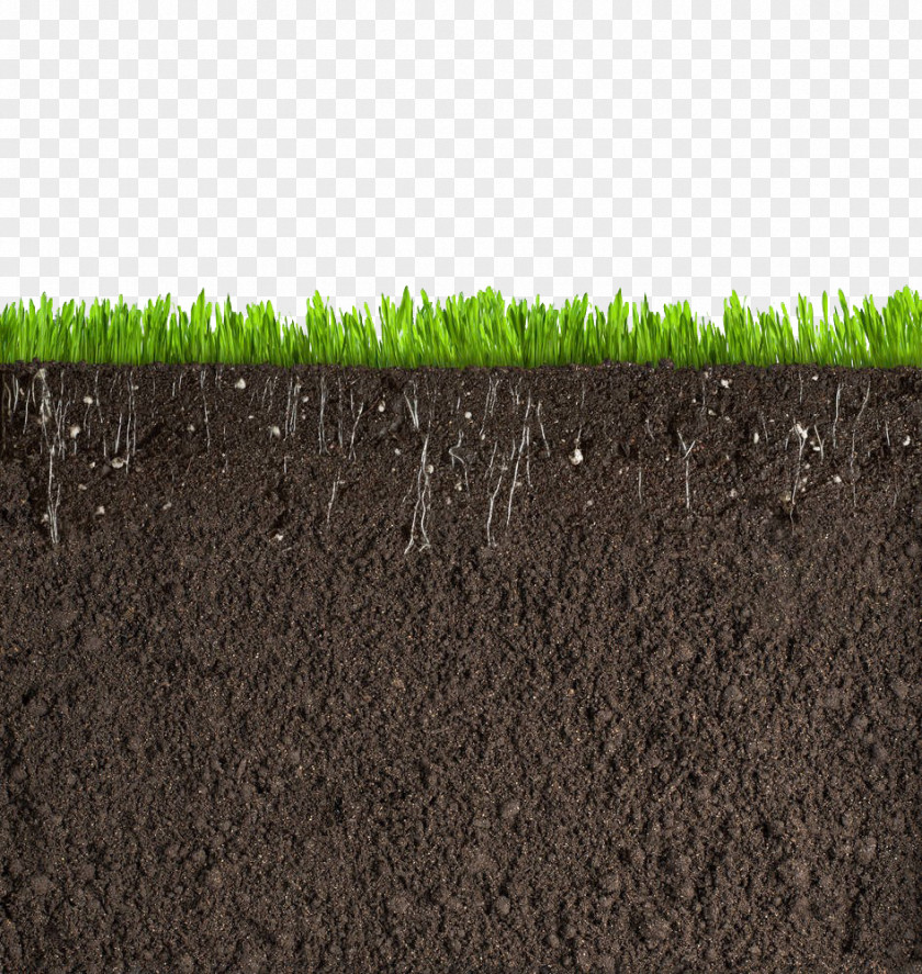 Grass Soil Cross Section PNG